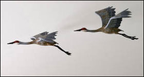 Cranes In Room Closeup