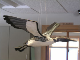 Loon At WDNR Clear Lake Station