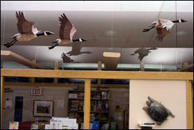 Geese At Spring Green Library