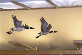 Close-up Of Spring Green Geese