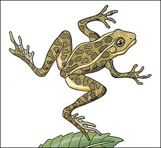 Leopard Frog | Kim Russell | Crane Domain