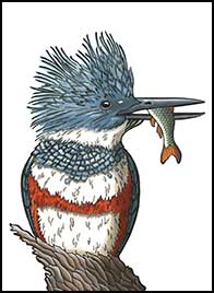 Fisher Queen by Kim Russell | Belted Kingfisher