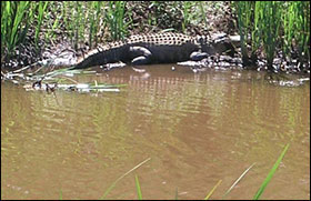 A Big Alligator On The Shore