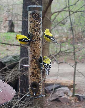 Goldfinches at Feeder