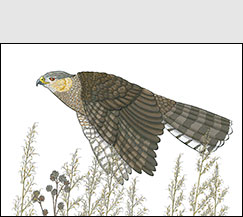 Coop by Kim Russell | Cooper's Hawk