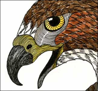 All his Glory Detail by Kim Russell | Red-tailed Hawk
