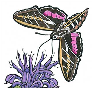 Mistaken Identitiy by Kim Russell | Detail of Hummingbird Moth