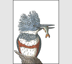 Fisher Queen by Kim Russell | Female Kingfisher | NoteCard