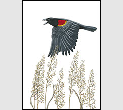 Grasslands by Kim Russell | Red-winged Blackbird