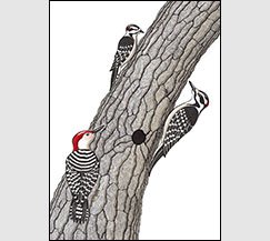 Trio by Kim Russell | Downy Woodpecker, Hairy Woodpecker, Red-bellied Woodpecker