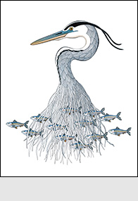 In Harmony by Kim Russell | Great Blue Heron and Blue Back Herring