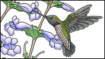 Black Chin by Kim Russell | Black-chinned Hummingbird | Bird Art | Birds in Art