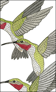 Hummingbird Drawing