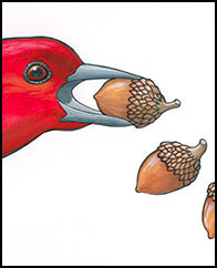 Harvest Time by Kim Russell | Red-headed Woodpecker | Bird Art | Birds in Art