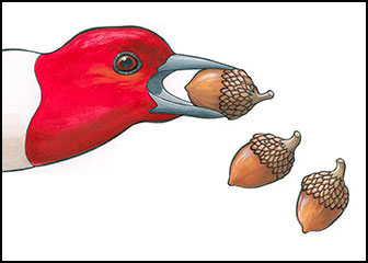 Harvest Time by Kim Russell | Red-headed Woodpecker | Bird Art | Birds in Art