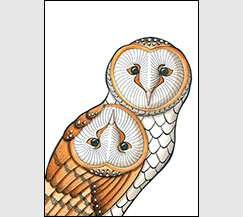 Barn Owl Two by Kim Russell | Barn Owls