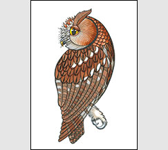 Rufous by Kim Russell | Eastern Screech Owl
