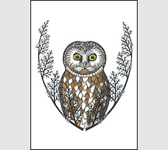 Cedar Sanctuary by Kim Russell | Saw-whet Owl