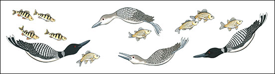 Family Affair by Kim Russell | Common Loon | Bird Art | Birds In Art