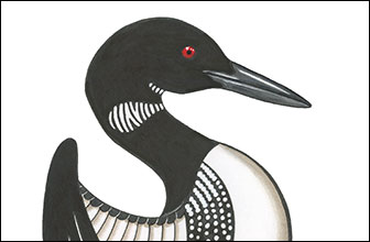 Pride 4 by Kim Russell | Loon | Birds in Art